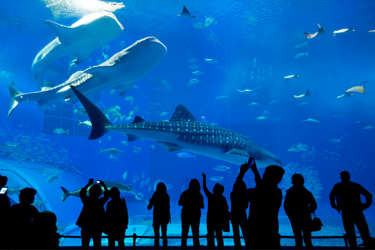 Blue Planet Aquarium, Ellesmere Port.