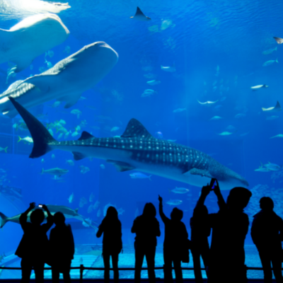 Blue Planet Aquarium, Ellesmere Port