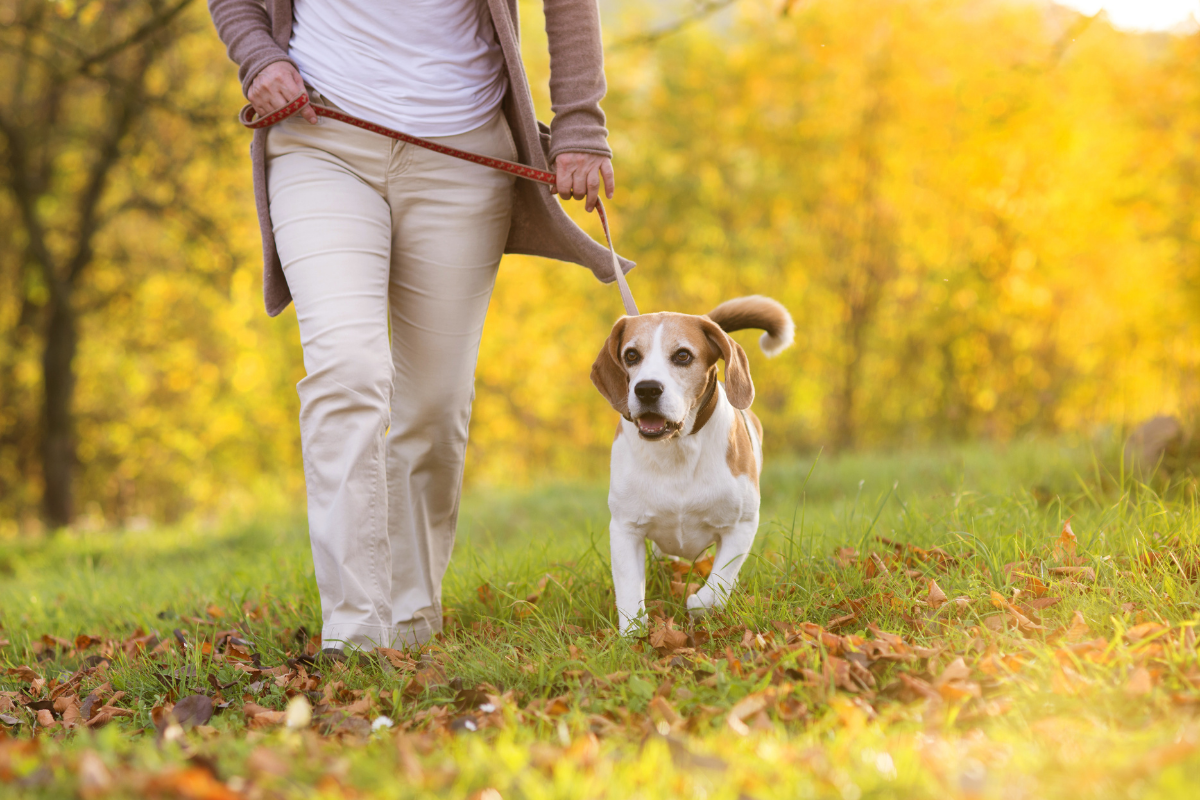 Dog friendly walking routes Chester